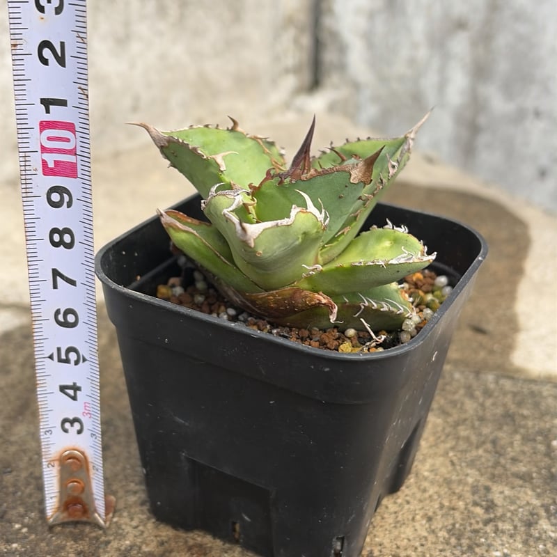 アガベ チタノタ 星空 Agave titanota starry sky 鉢付き発送 |