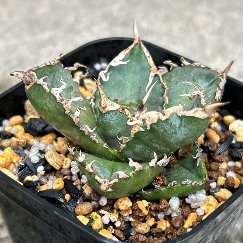 アガベチタノタコブラ 眼鏡蛇 Agave titanota Cobra 鉢付き発送 | bl