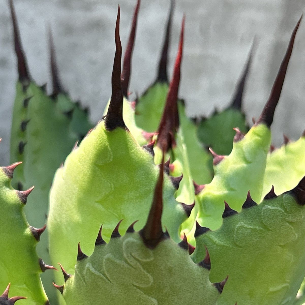 アガベ曲刺八荒雷神 陽炎タイプ 鉢付き発送 | blackmonster plants
