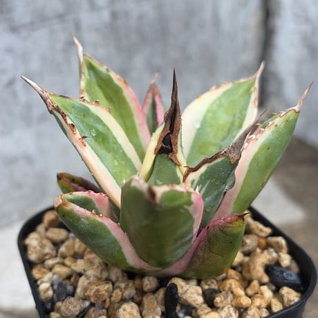 スナグルトゥース | STORES