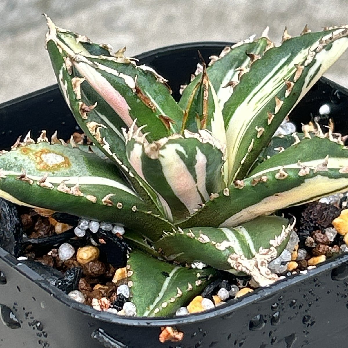 アガベ チタノタ 狼人錦 中斑錦 Agave titanota were wolf White