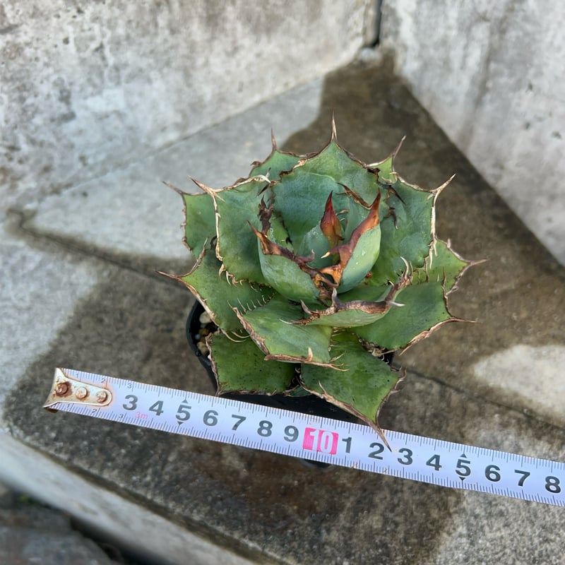 アガベチタノタ FO-076 子株3株付き 鉢付き発送 | blackmonster pla