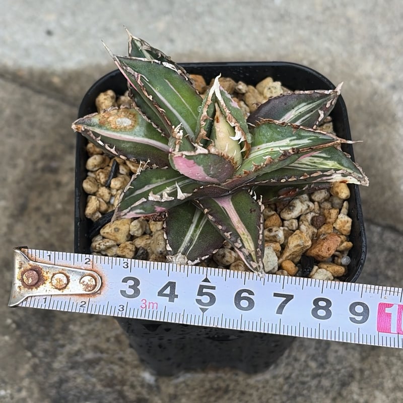 アガベ チタノタ 狼人錦 中斑錦 Agave titanota were wolf White