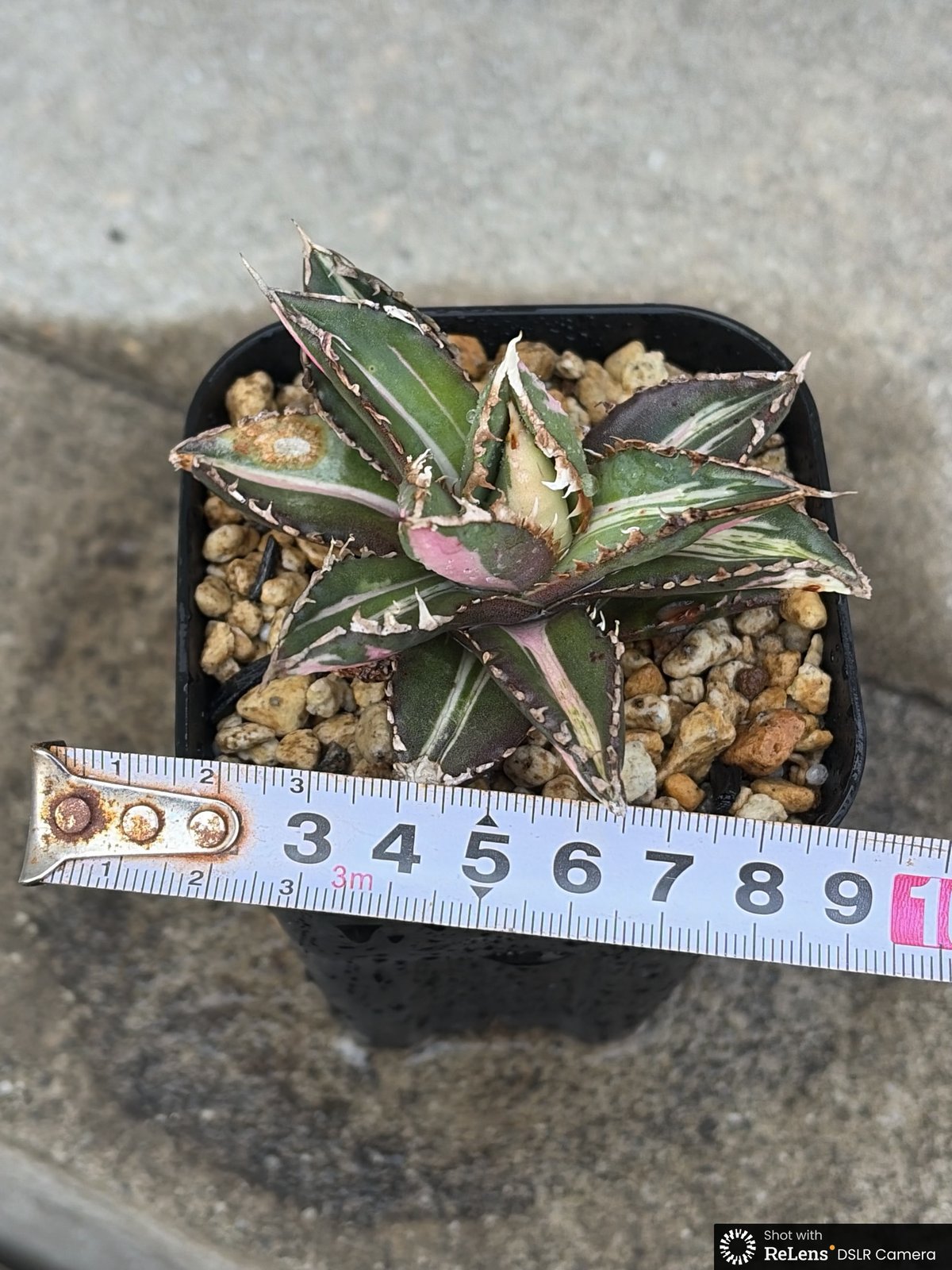 1 ウェアウルフ錦 白中斑 TC株 アガベ チタノタ アガベ チタノタ 狼人