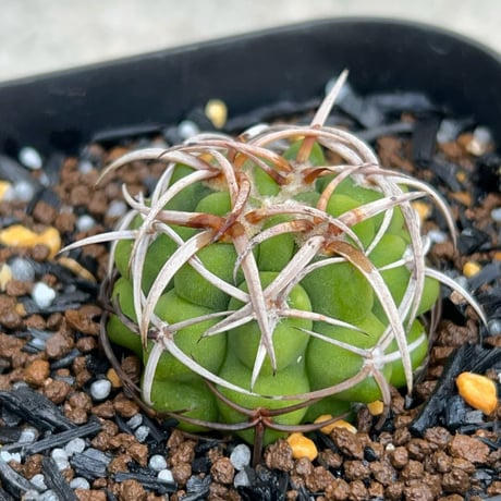 ギムノカリキウム | STORES