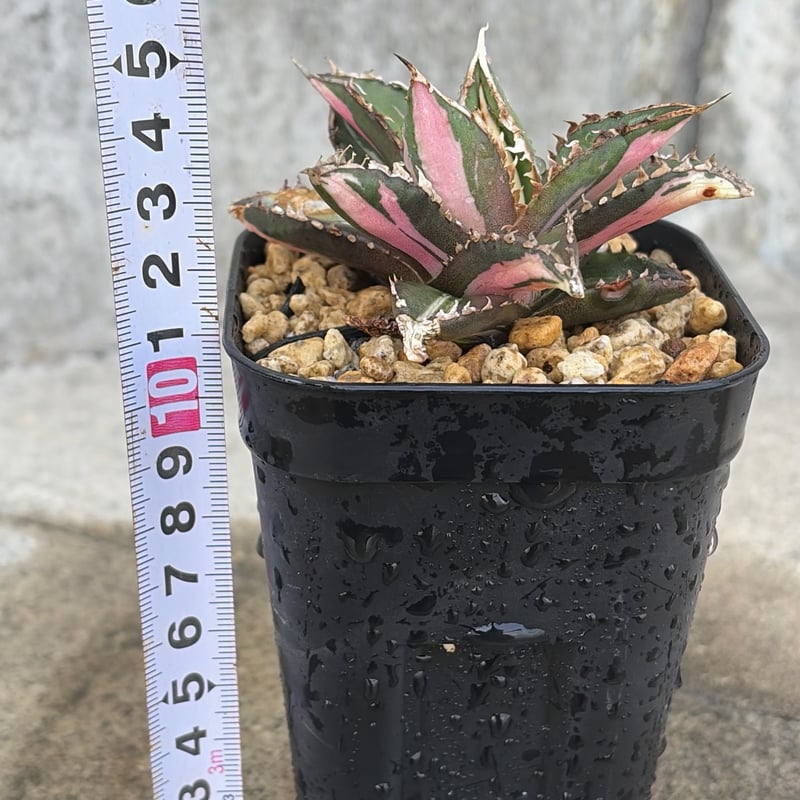 872【上澳園芸】 アガベ チタノタ 狼人錦 安定錦 こんにちわ、上澳園芸です！ 本日紹介するのはアガベ愛好家なら誰もが