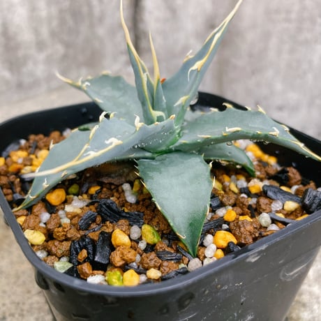 アガベユタエンシスエボリスピナ | STORES 