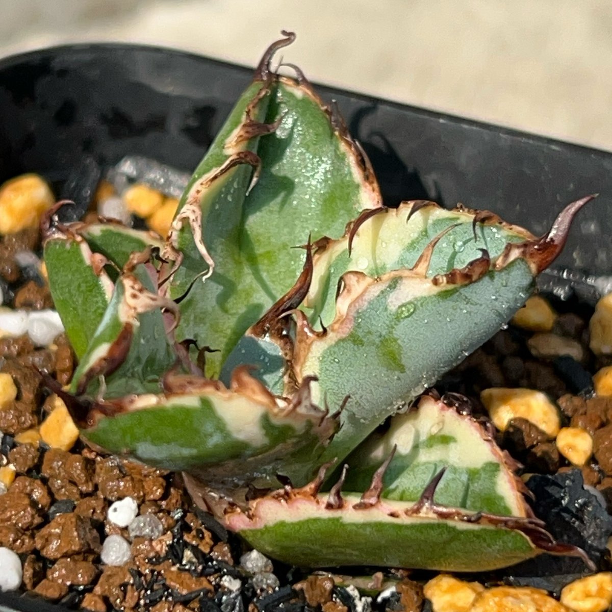 アガベ チタノタ ブラックアンドブルー 錦 白覆輪錦 Agave