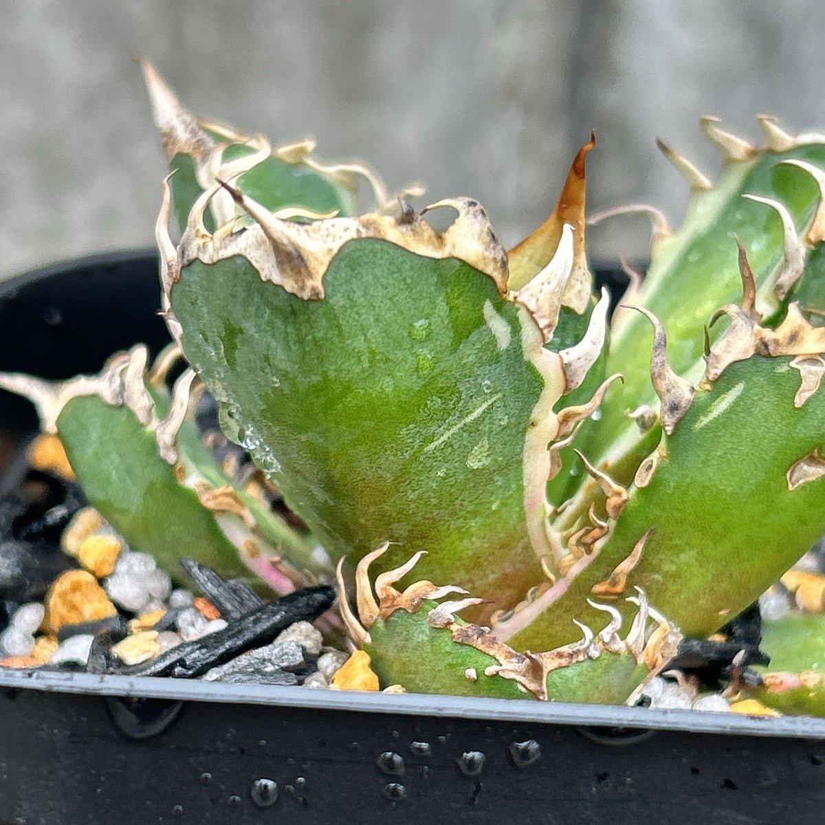 アガベ チタノタ レッドキャットウィーズル錦 地獄猫 赤猫錦 白覆輪斑