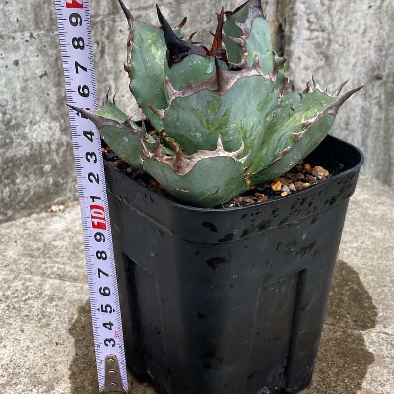 アガベチタノタ阿修羅 Agave titanota ashura 鉢付き発送 | black アガベチタノタ阿修羅 Agave titanota ashura 鉢付き発送 | black