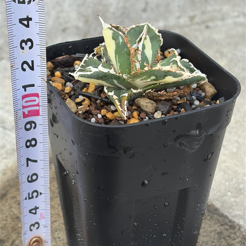 秘蔵株 チタノタ「WEREWOLF Mediopicta」極美 活着済 狼人錦 2026年