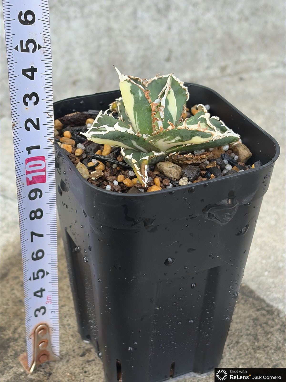 アガベ チタノタ 狼人錦 中斑錦 Agave titanota were wolf White
