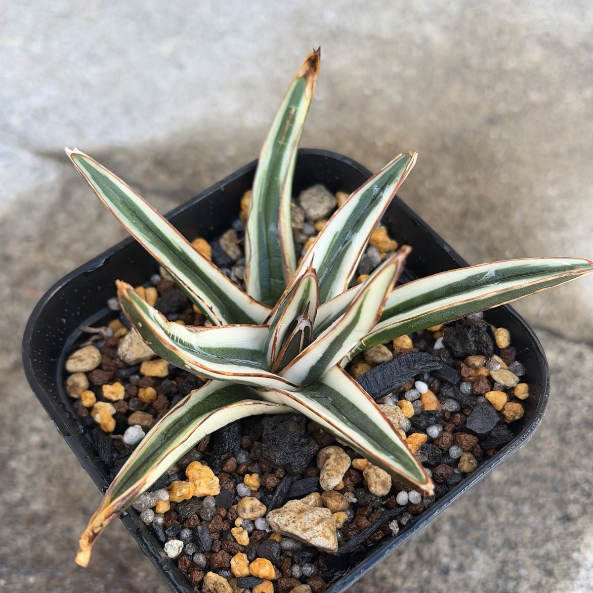 アガベ 笹の雪 氷山 白覆輪種 Agave victoriae-reginae 'Hyouza