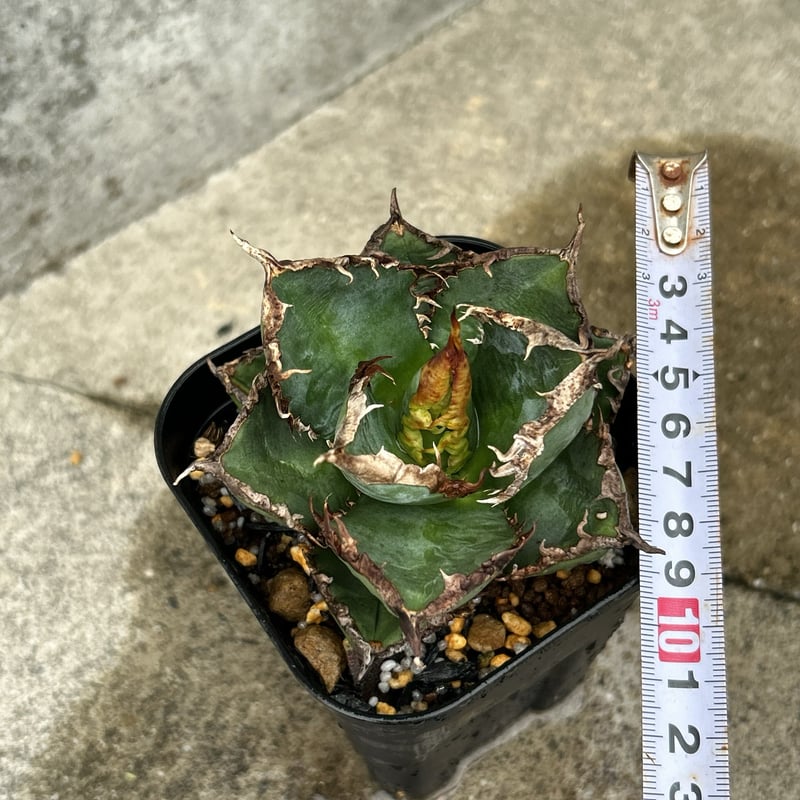 アガベ チタノタ 包心龍 Agave titanota Baoxinlong 鉢付き発送