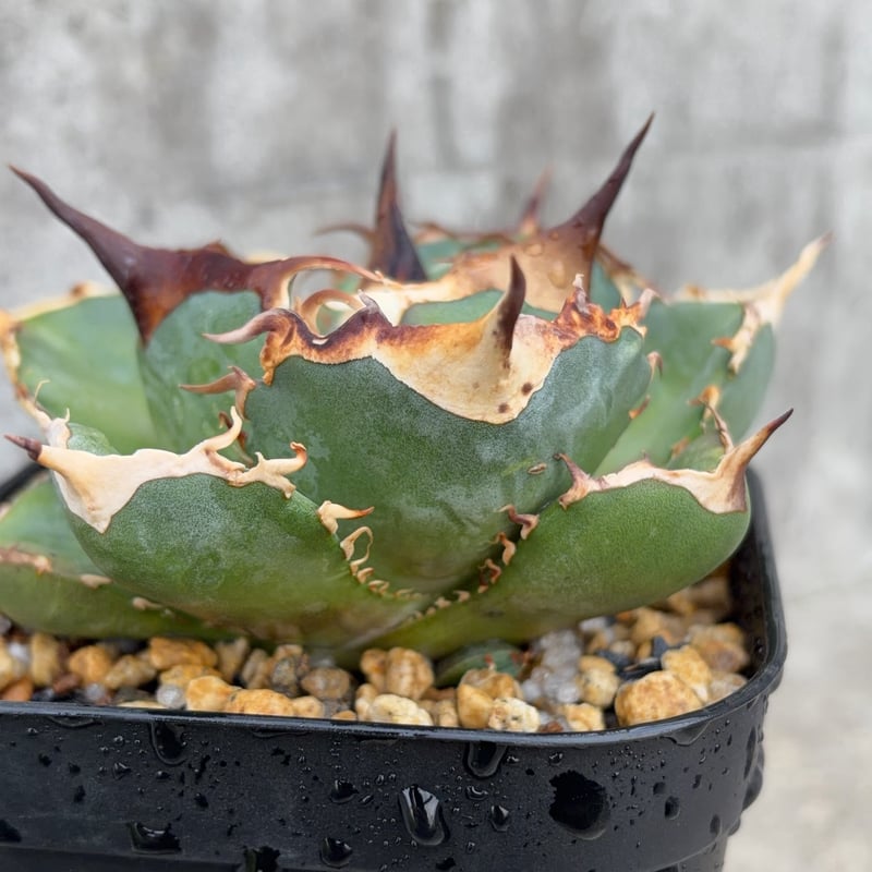 アガベオテロイオアハカ 子株2株付きAgave oteroi “Oaxaca”鉢付き発送