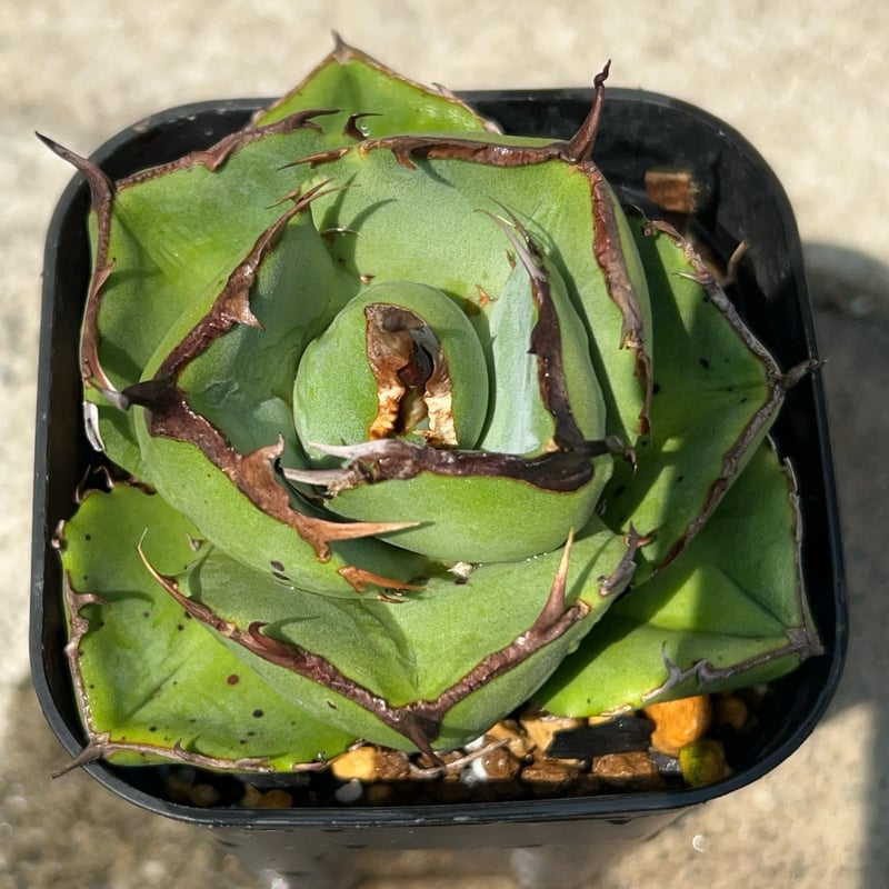 アガベ ジャガーノート 純血 鉢付き発送 | blackmonster plants