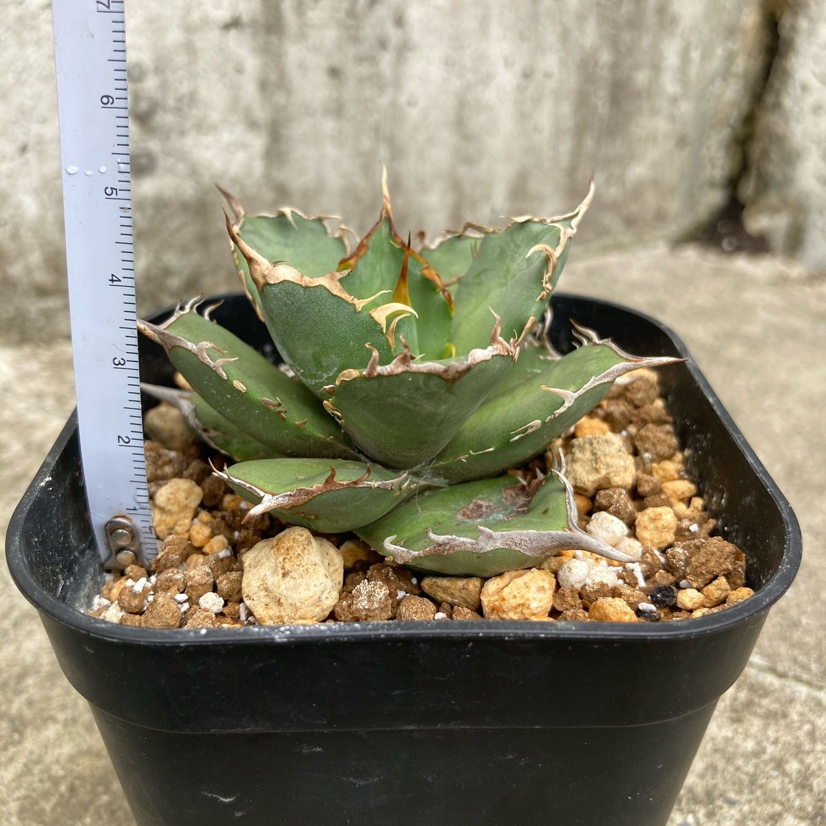 アガベ チタノタ FO-076 逆刺 Agave titanota 中株鉢付 ③ 鉢付き発送 ...