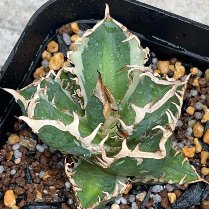 アガベ チタノタ レッドキャットウィーズル錦 地獄猫 赤猫錦 白