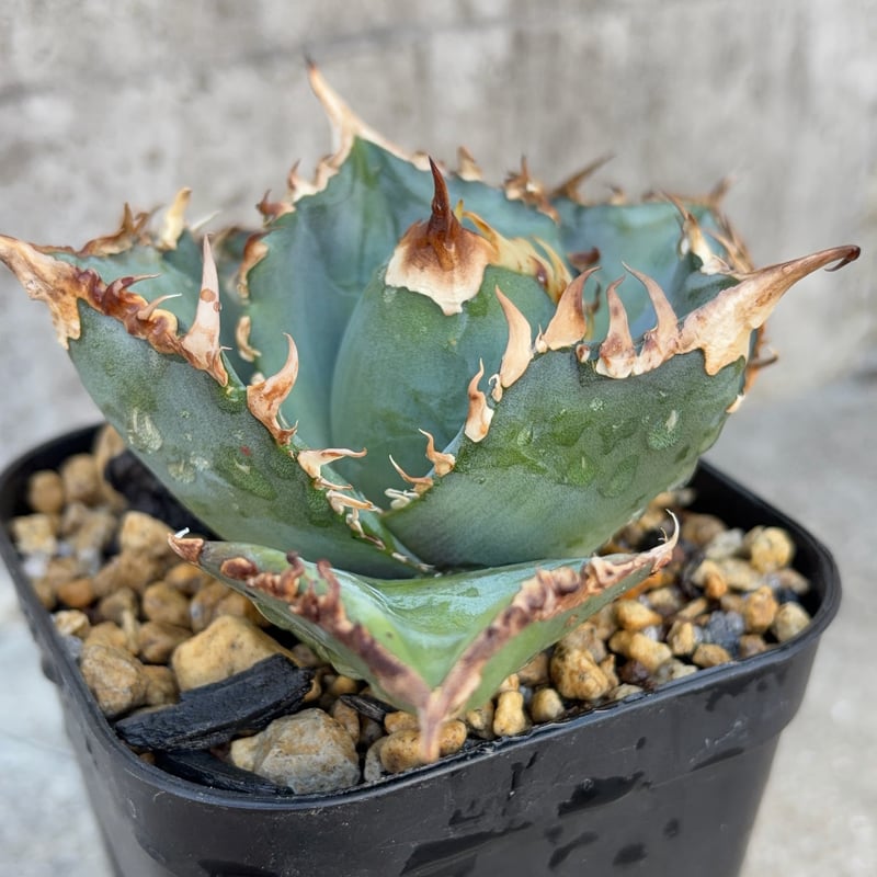 アガベチタノタ金剛 Agave titanota King Kong 鉢付き発送 | bl