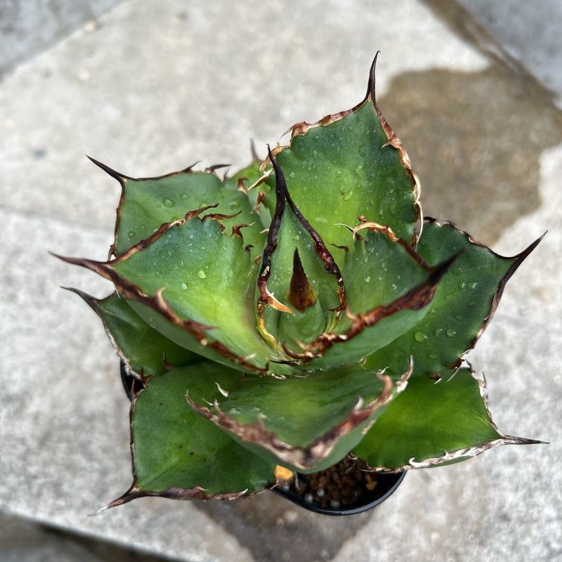 アガベ チタノタ シャークソード 鯊魚剣 鉢付き発送