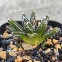 アガベ チタノタ 白鯨錦 縞斑錦 乱れ縞斑 Agave titanota 'White Wha