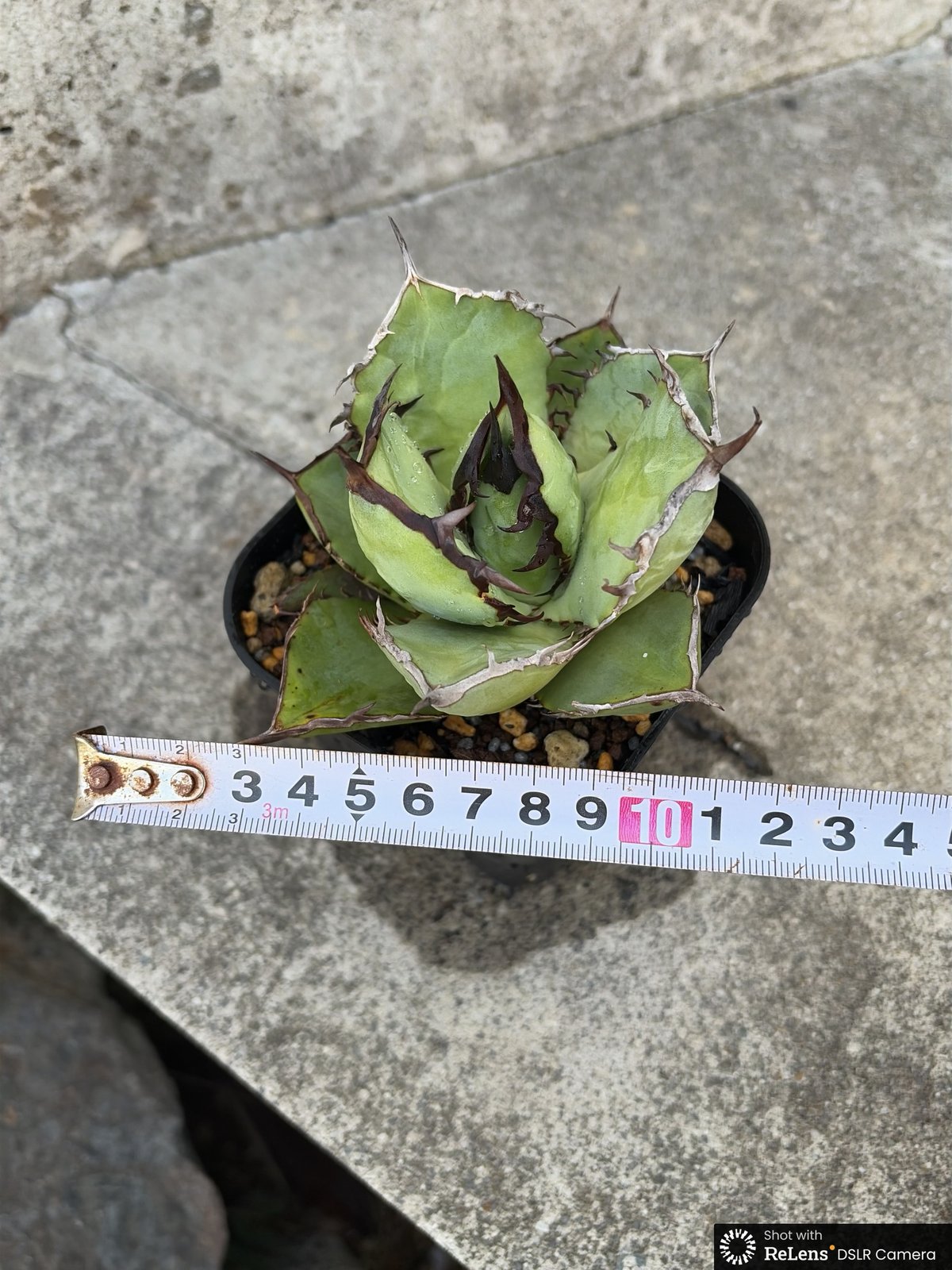 アガベチタノタオアハカ 子株2株付き agave titanota oaxaca鉢付き発送