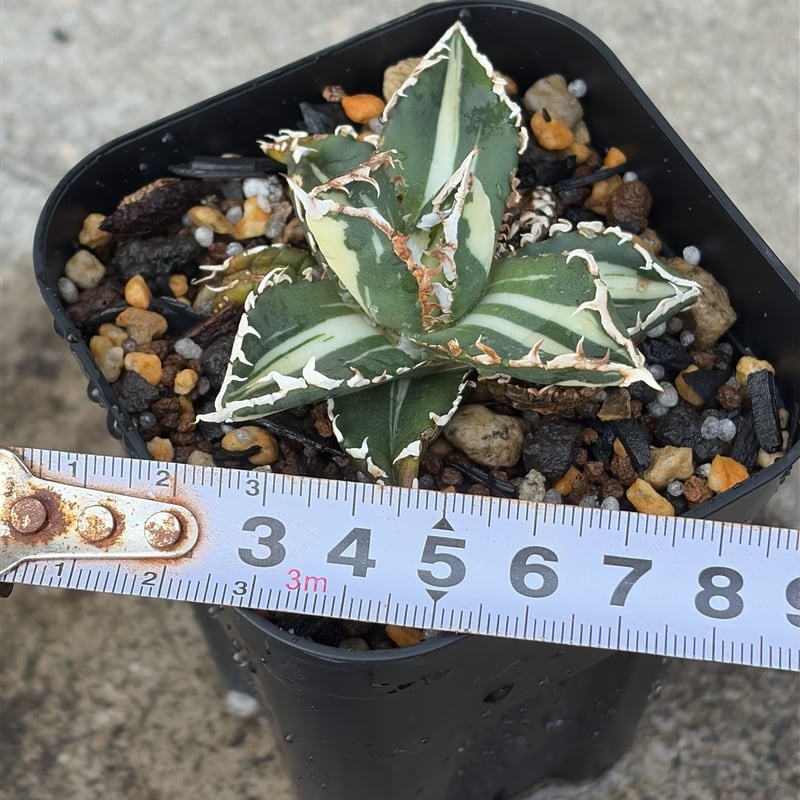 アガベチタノタ　狼人黄中斑　子株 アガベ チタノタ 