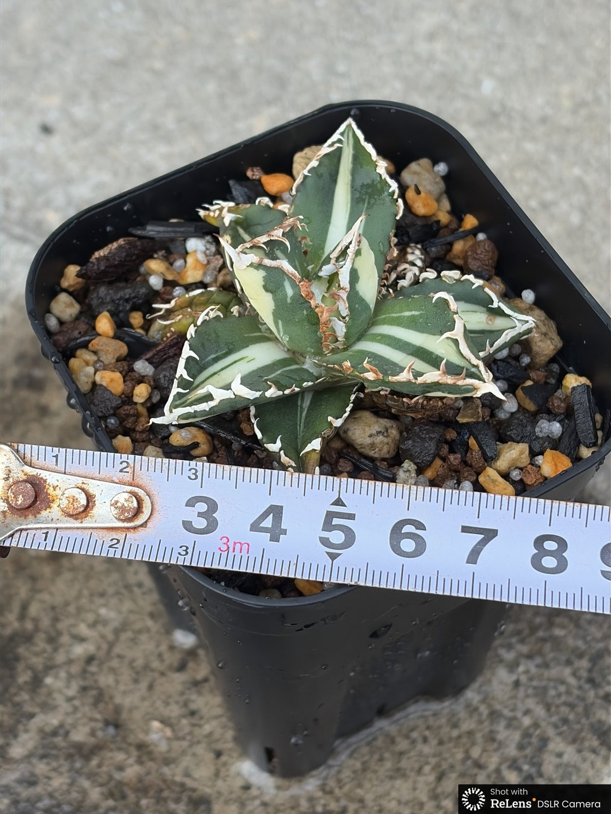 アガベ チタノタ 狼人錦 中斑錦 Agave titanota were wolf White