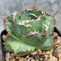 アガベ チタノタ 窮奇 圓葉 Agave titanota Kyuki鉢付き発送