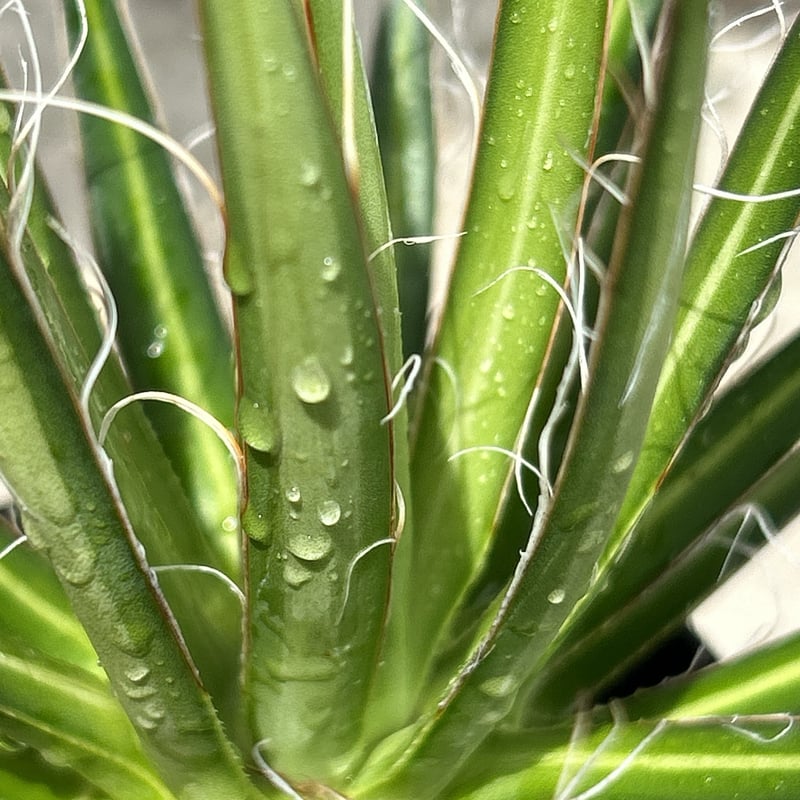 BMP産)アガベフィリフェラ Agave filifera 鉢付き発送 | black