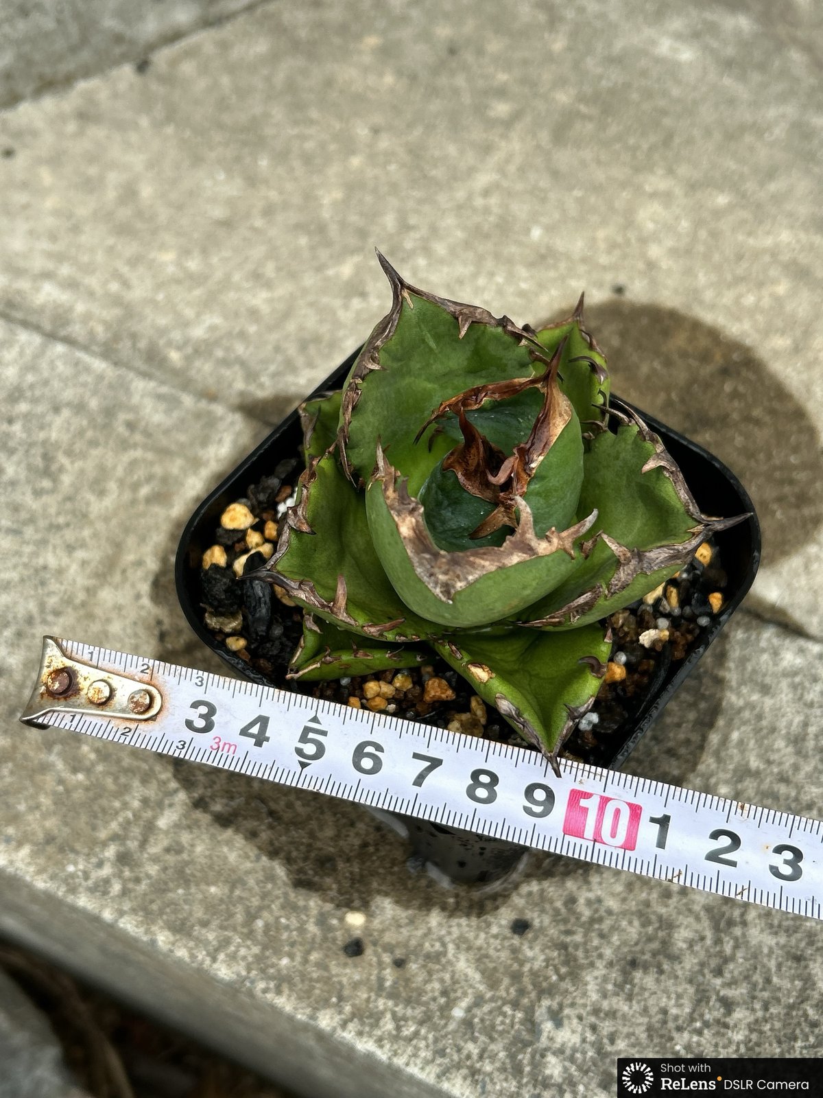 アガベ チタノタ 翼竜 プテラノドン Agave titanota Pteranodon