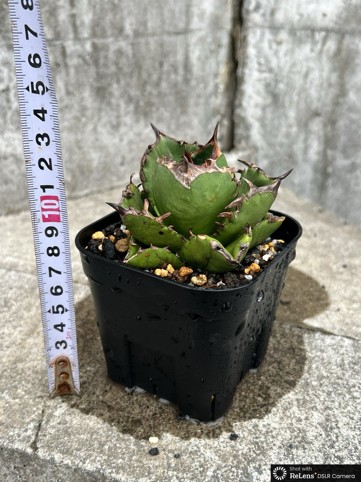 アガベ チタノタ 翼竜 プテラノドン Agave titanota Pteranodon