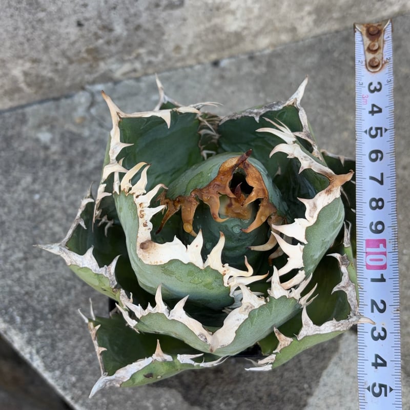アガベオテロイオアハカ Agave oteroi “Oaxaca”鉢付き発送 | black