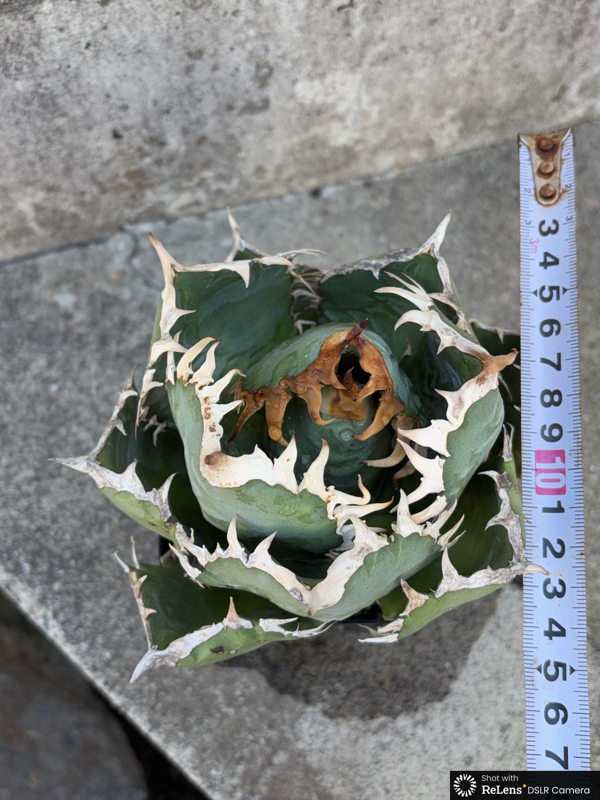 アガベオテロイオアハカ Agave oteroi “Oaxaca”鉢付き発送 | black