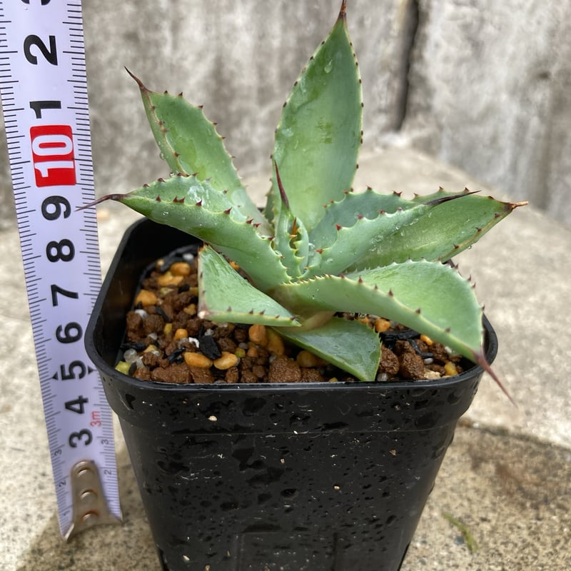 アガベ曲刺八荒雷神 陽炎タイプ 子株 鉢付き発送 | blackmonster plants 