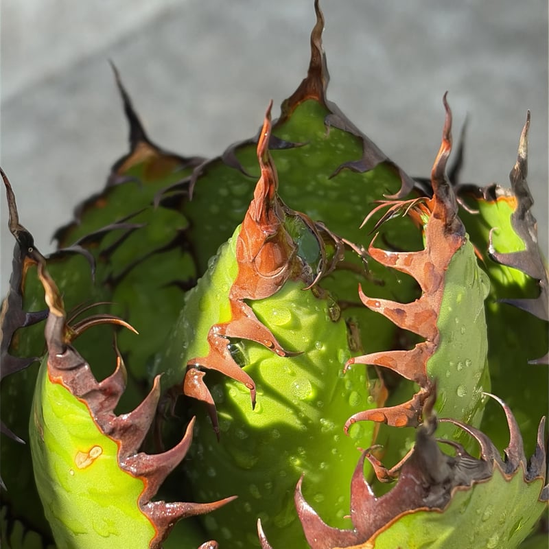 アガベ　ホリダ　鉢付き アガベ ホリダ Agave horrida 鉢付き発送 | blackmonster pla