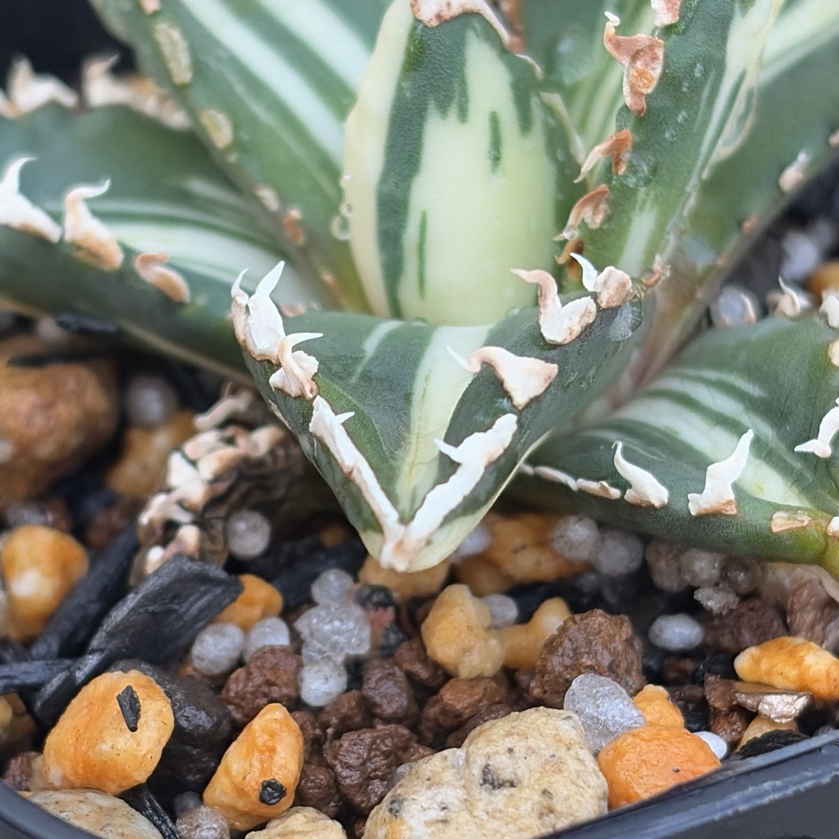 アガベ チタノタ 狼人錦 中斑錦 Agave titanota were wolf White