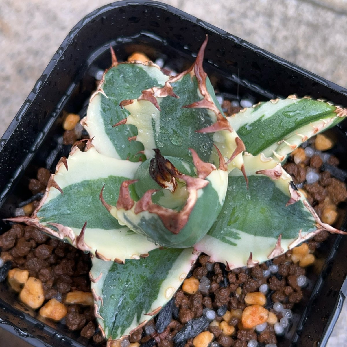 アガベ チタノタ フィリグリー錦 覆輪 アガベ チタノタ フィリグリー 'デビル' Agave titanota