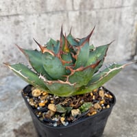 アガベチタノタオアハカ 子株多数付き Agave titanota oaxaca 鉢付き発送