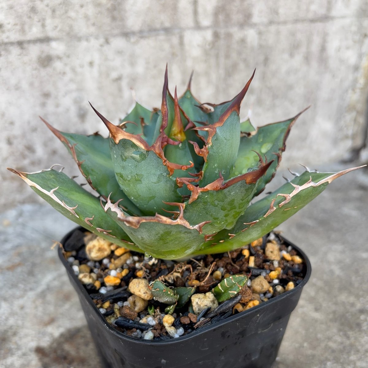 アガベチタノタオアハカ 子株多数付き Agave titanota oaxaca 鉢付き