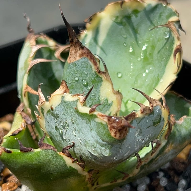 アガベ チタノタ ブラックアンドブルー 錦 白覆輪錦 Agave