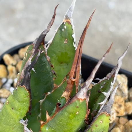 アガベ ホリダ ブツブツ表棘 Agave horrida 鉢付き発送