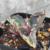 アガベ チタノタ 白鯨錦 縞斑錦 乱れ縞斑 Agave titanota 'White Wha