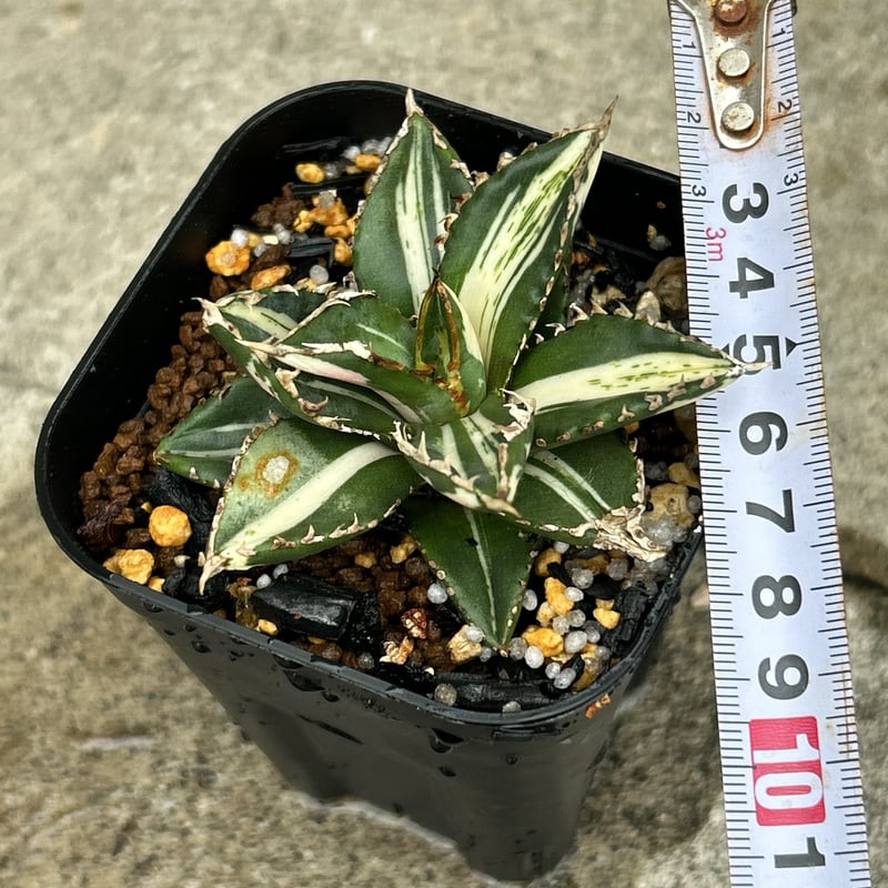 アガベ オテロイ　狼人錦 アガベ オテロイ 狼人錦 ◇狼人 【錦】 2024.08.04 楽しみな子 普通の