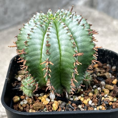 優良かき仔　ユーフォルビア　ホリダ錦　カット苗　根あり　送料込み 優良かき仔 ユーフォルビア ホリダ錦 カット苗 根あり 送料込み