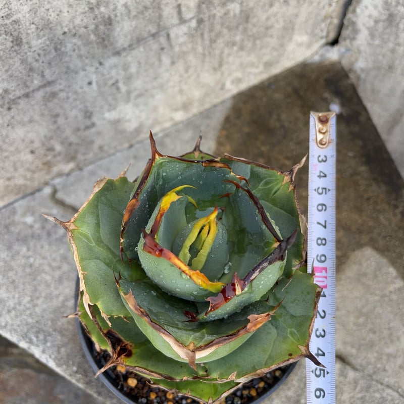 アガベ ジャガーノート 純血 鉢付き発送 | blackmonster plants
