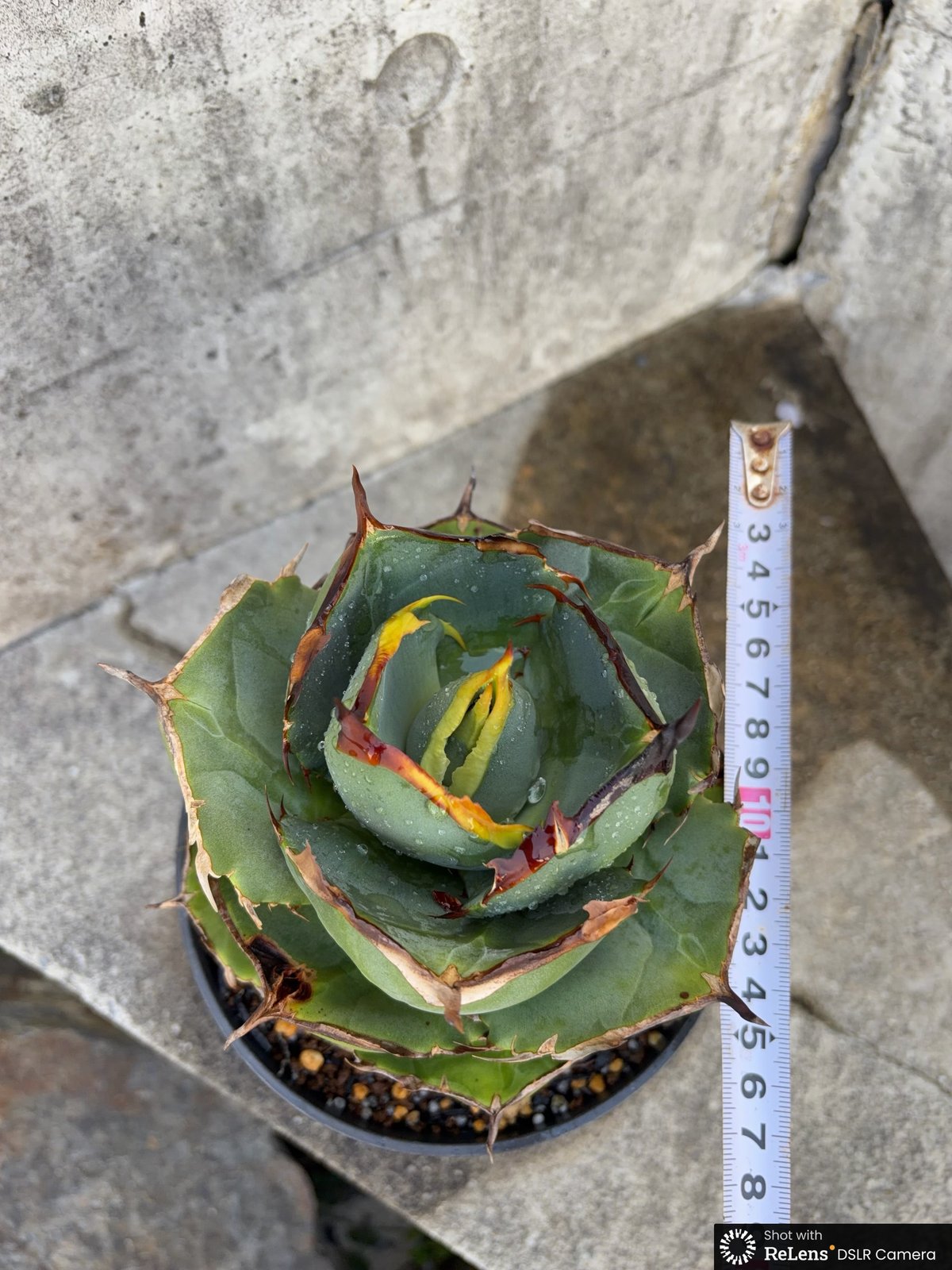 アガベ ジャガーノート 純血 鉢付き発送 | blackmonster plants