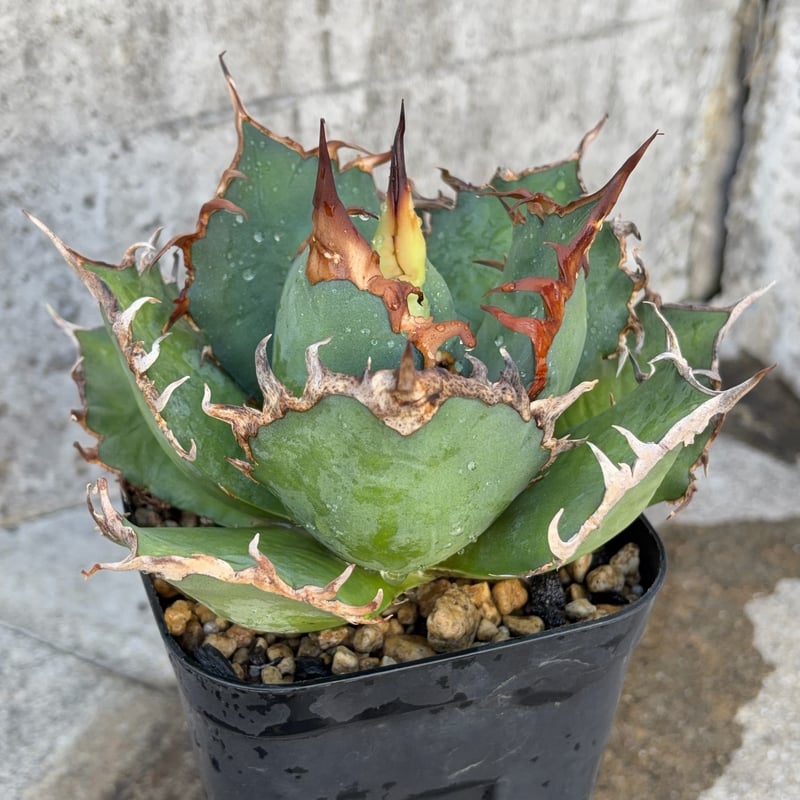 アガベチタノタ凱撒 シーザー Agave titanota 'Caesar' 鉢付き発送 |