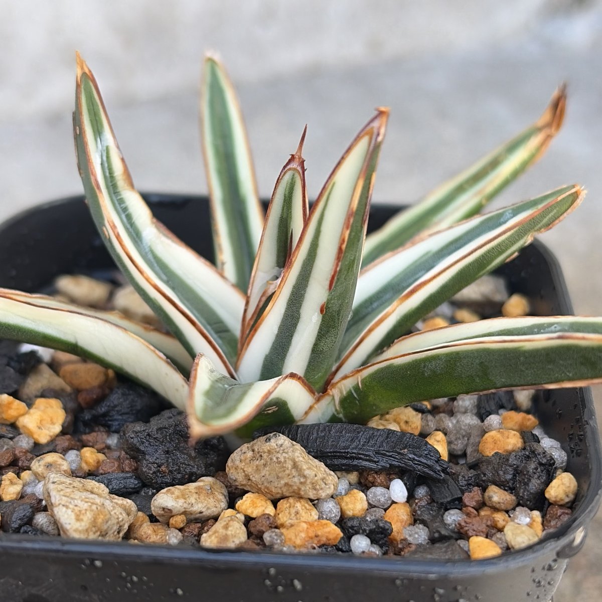 アガベ 笹の雪 氷山 白覆輪種 Agave victoriae-reginae 'Hyouza