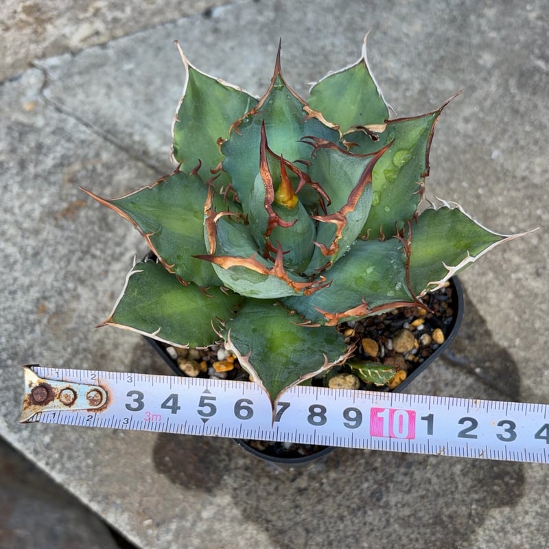アガベチタノタオアハカ 子株多数付き Agave titanota oaxaca 鉢付き